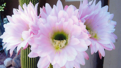 Cactus Blooms, Tucson, AZ
