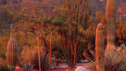 Backyard Landscape blending to natural hillside, Tucson, AZ